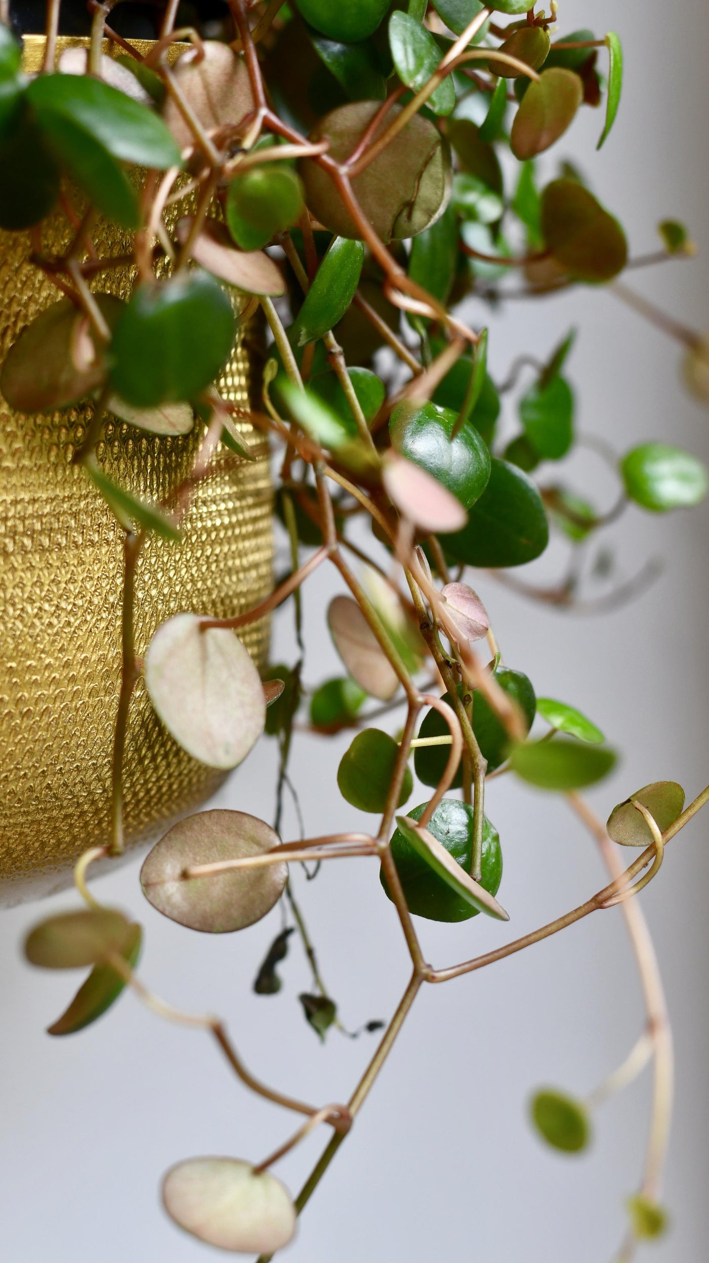 Peperomia Pepperspot (Money plant; Radiator plant)