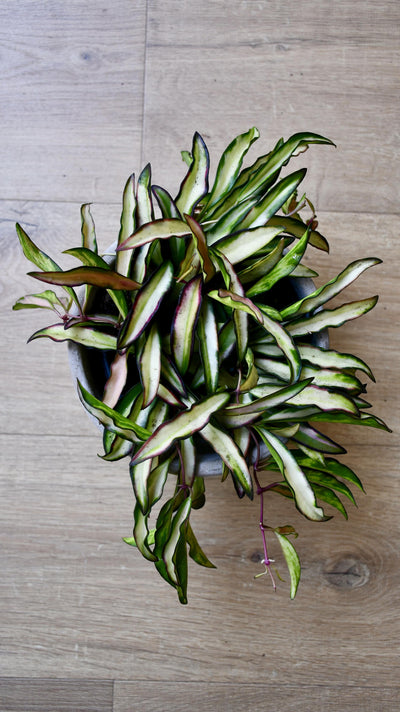 Hoya Wayetti Tricolour