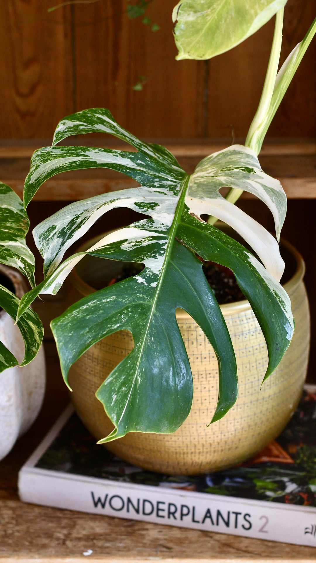 Variegated Monstera | Happy Houseplants | Rare Plants | UK