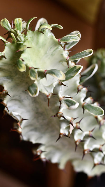 Euphorbia Erytrea Variegata