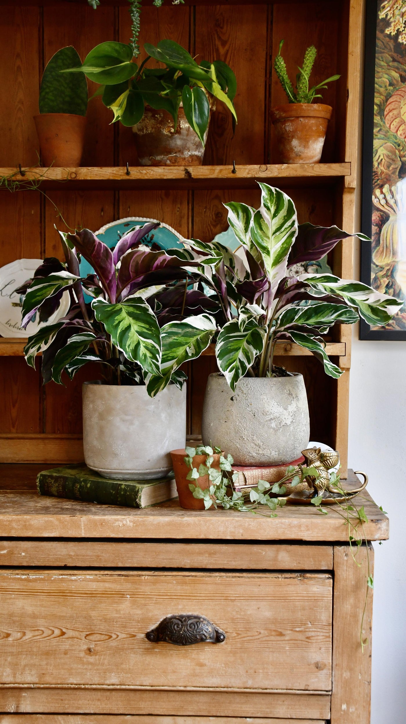 Calathea White Fusion