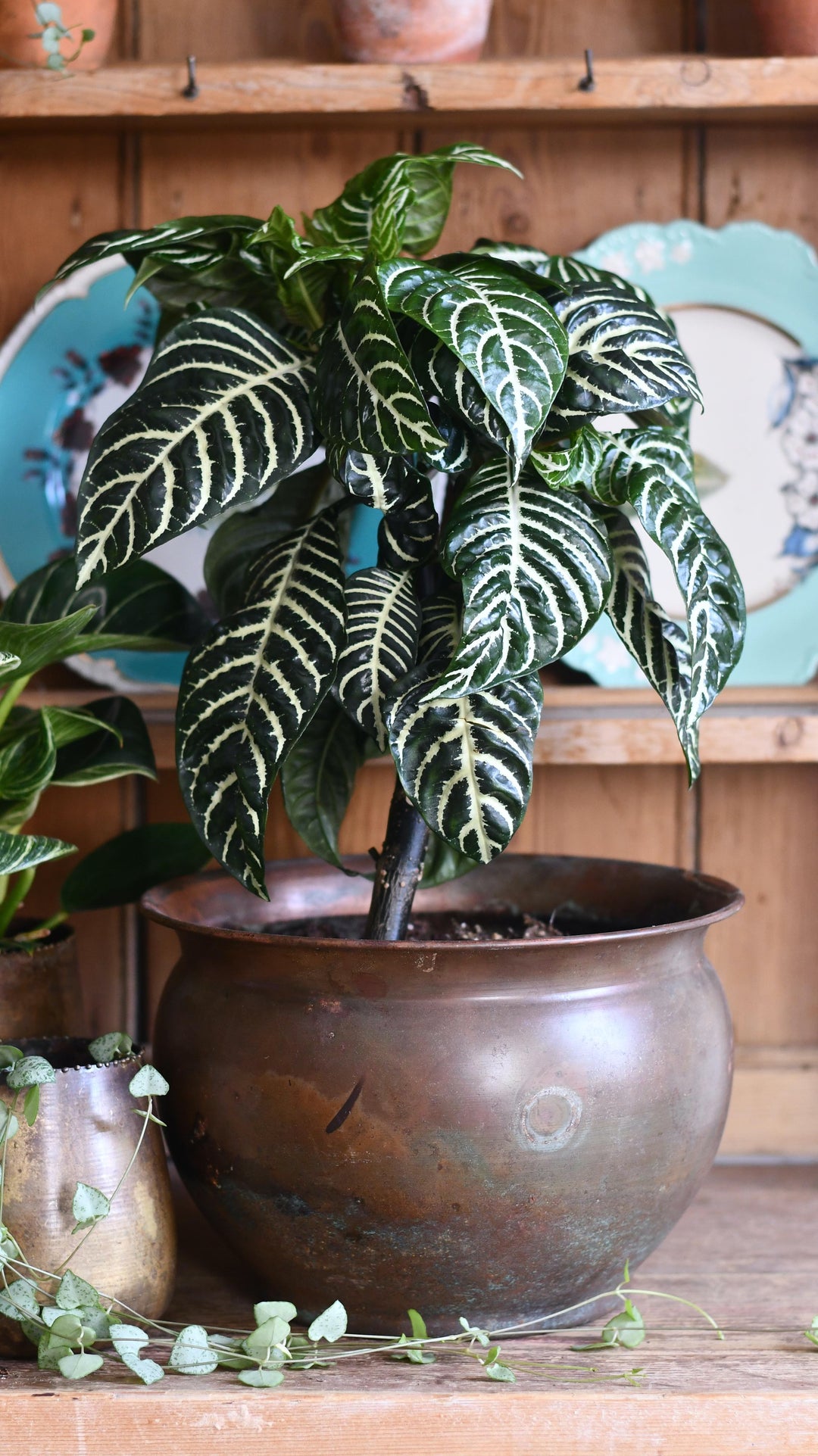 Zebra Plant | Aphelandra Squarrosa