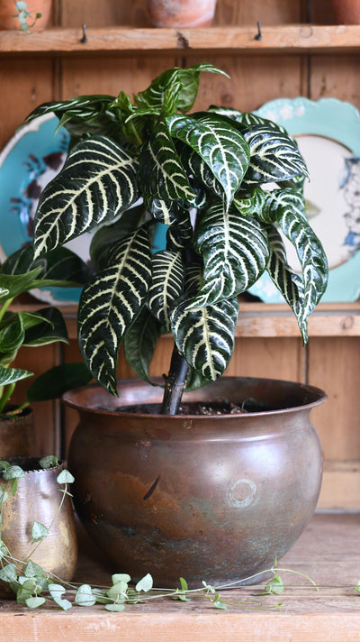 Aphelandra Squarrosa