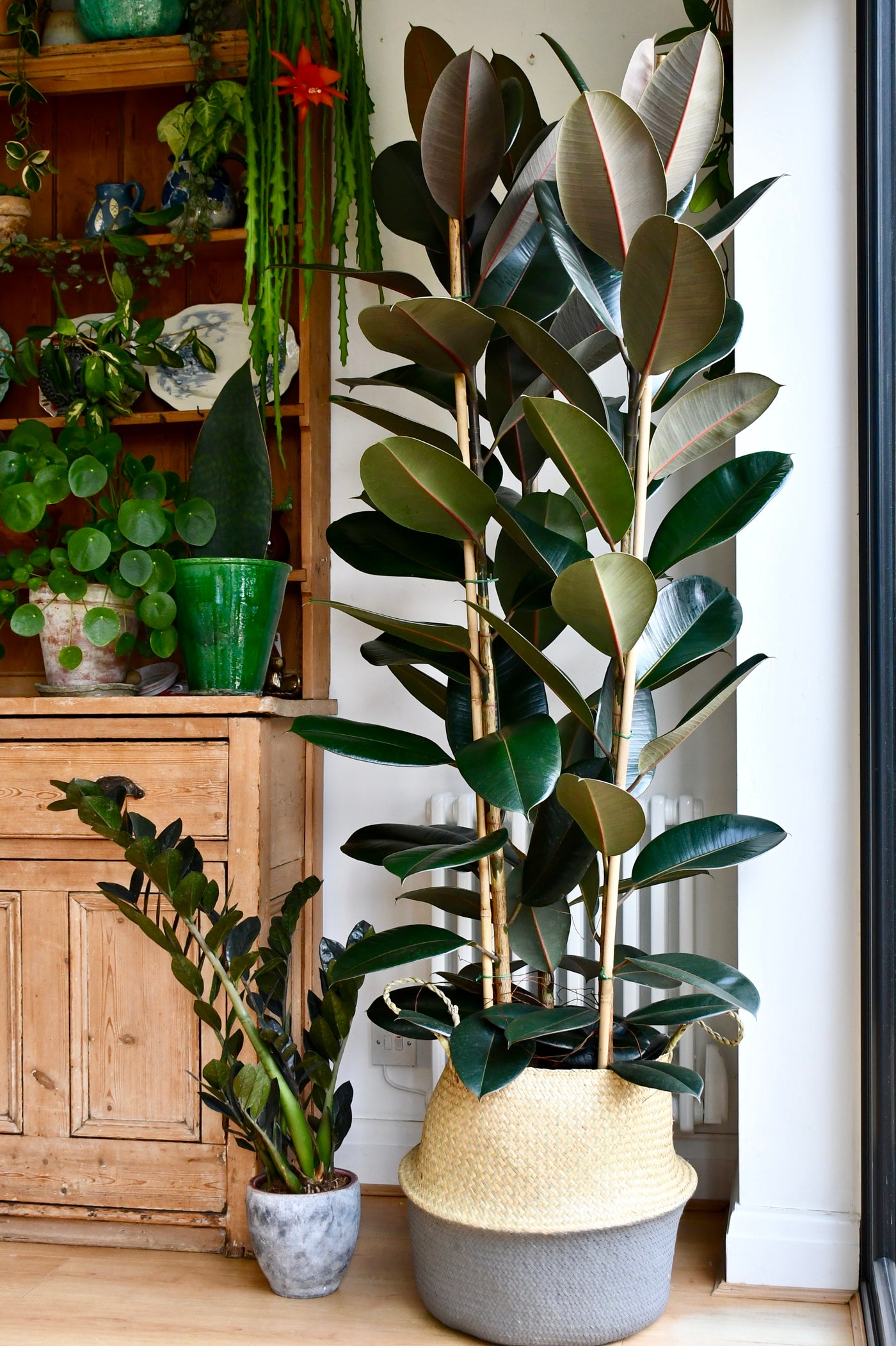 rubber tree abidjan Rubber Plant | Ficus Elastica Abidjan