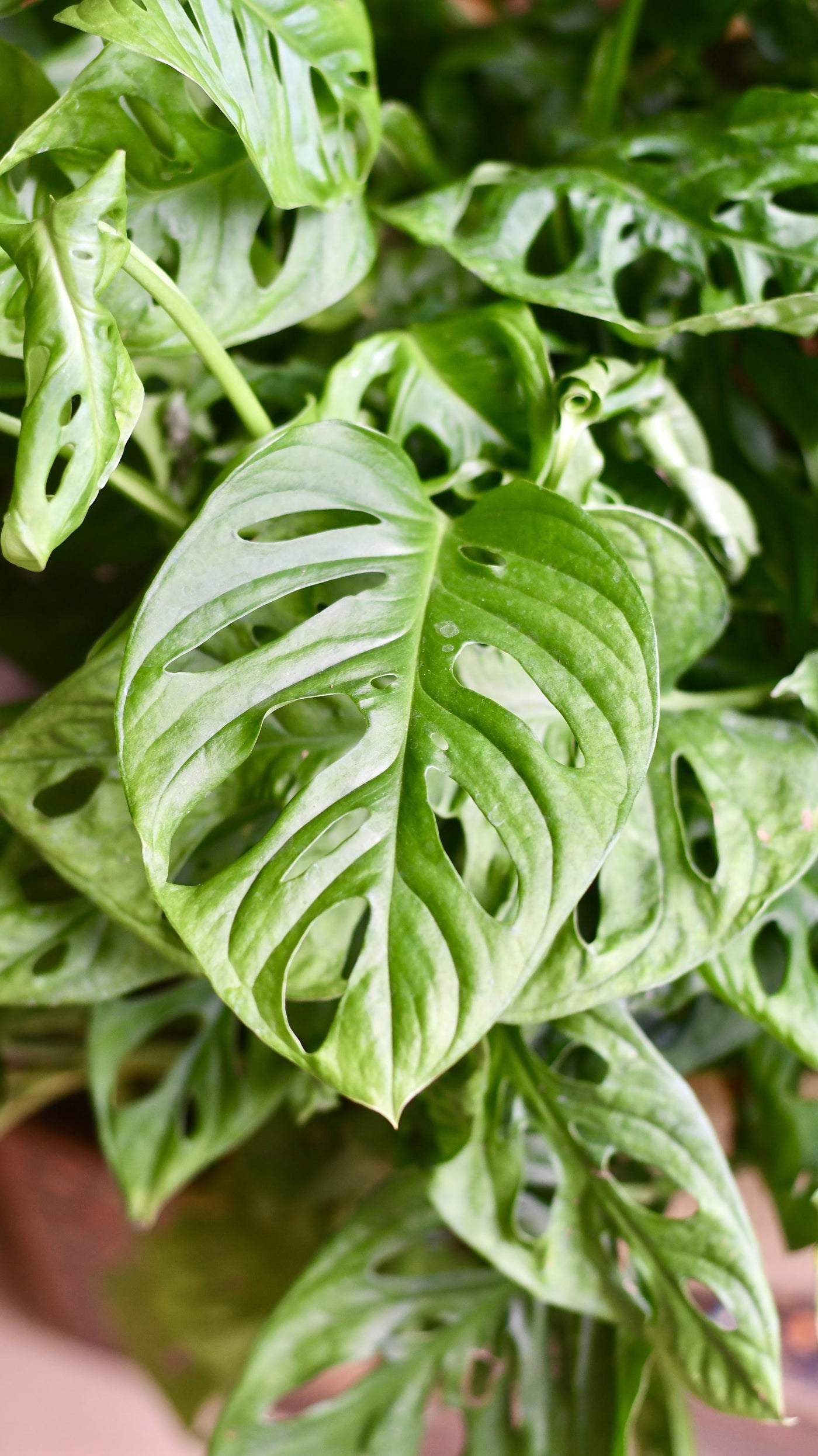 XL Monstera Obliqua 'Monkey Mask'