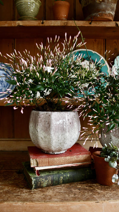 Common White Jasmine & Pot (Jasminum Polyanthium)