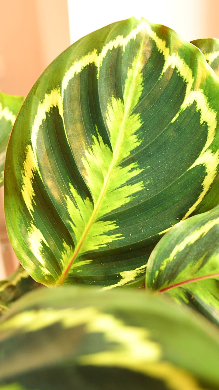 calathea veitchiana Calathea Veitchiana, Calathea Medallion, Prayer Plant – Happy Houseplants