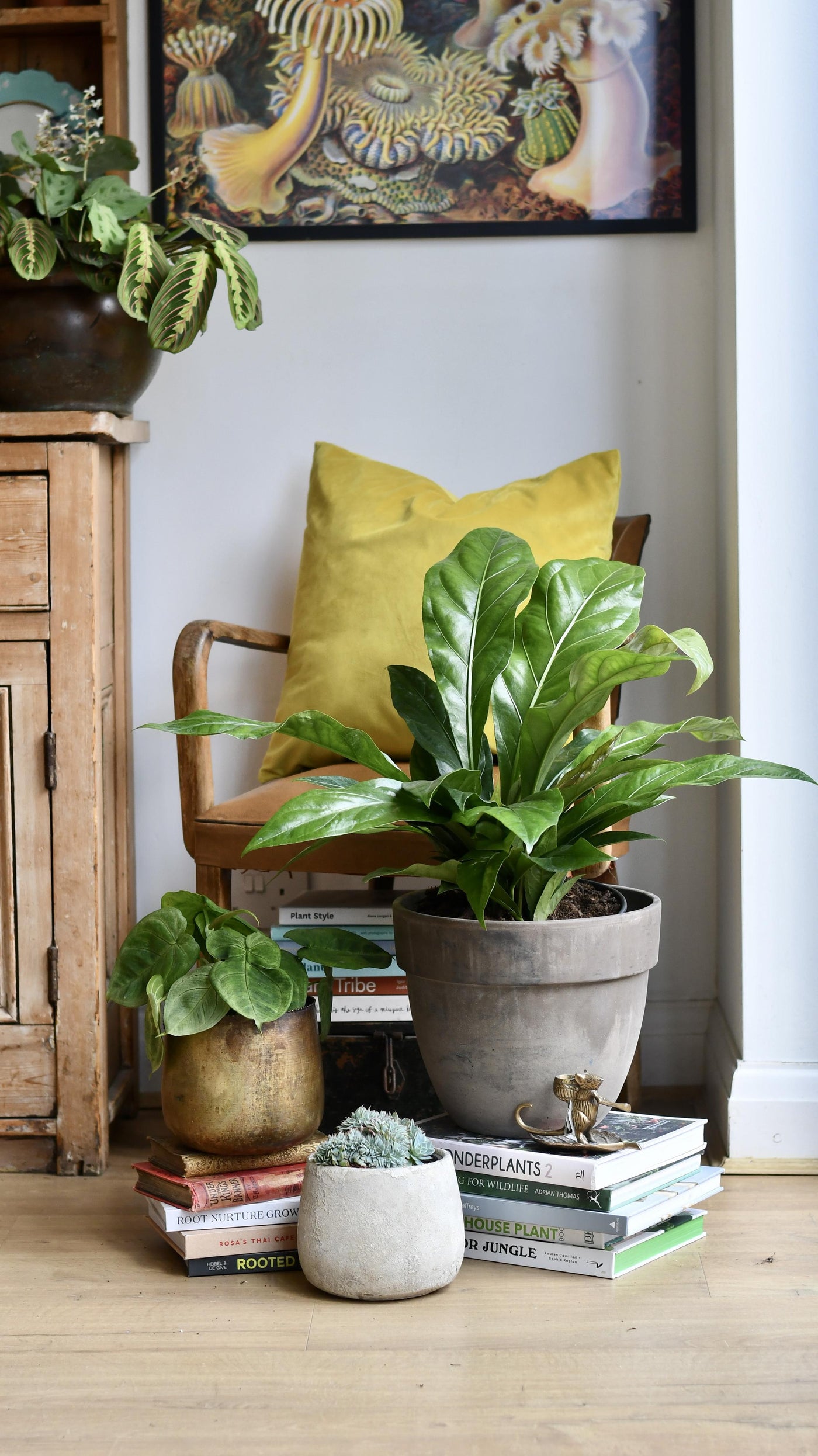 Anthurium Jungle King