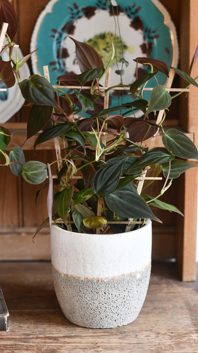 Philodendron Micans