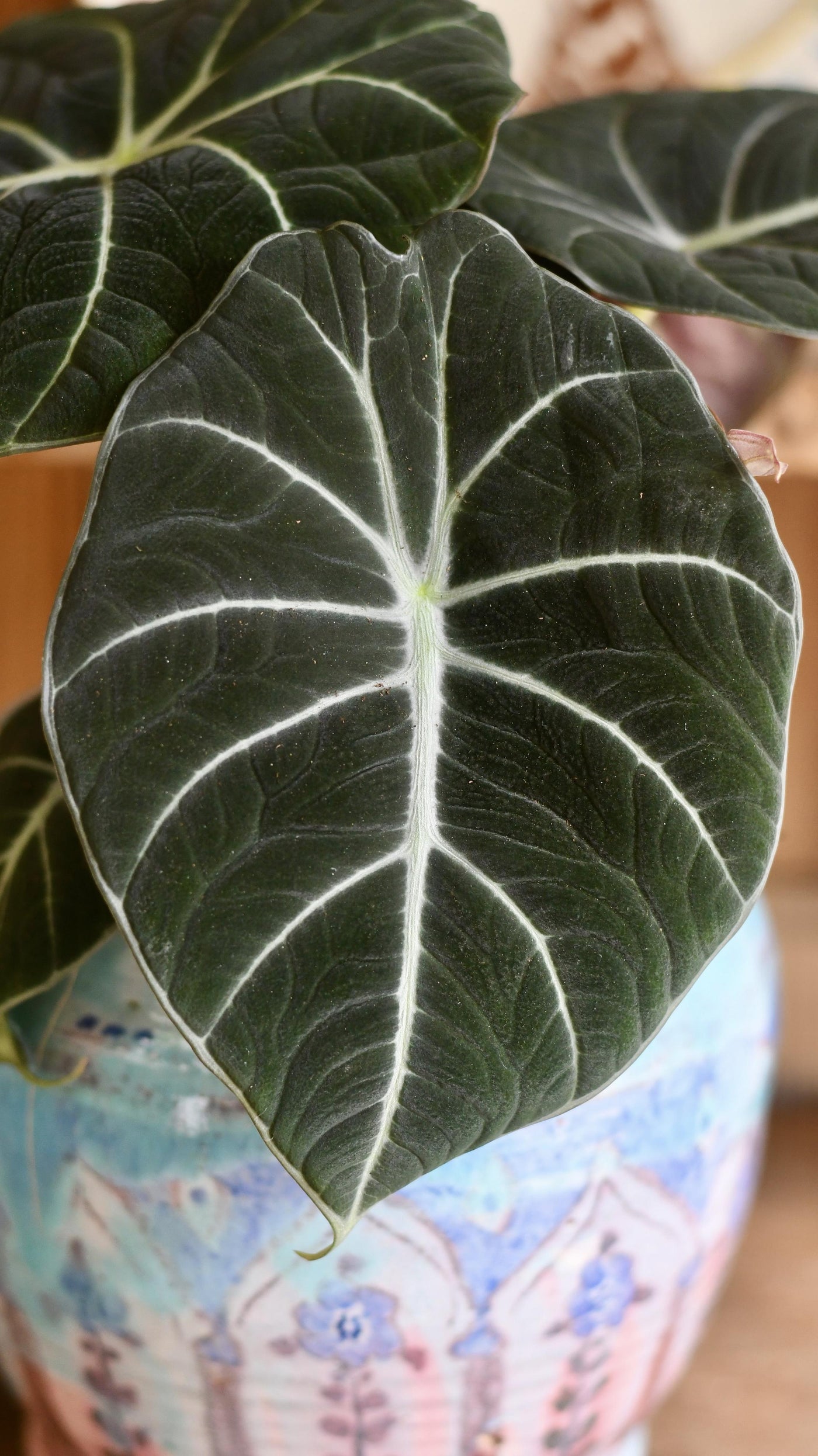 Alocasia Black Velvet (Alocasia Reginula)