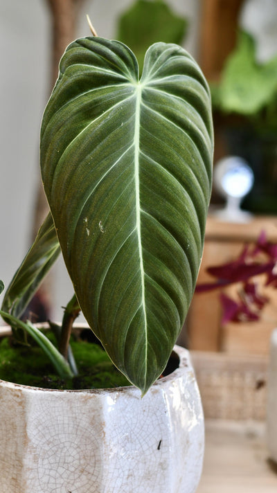 Philodendron Melanochrysum