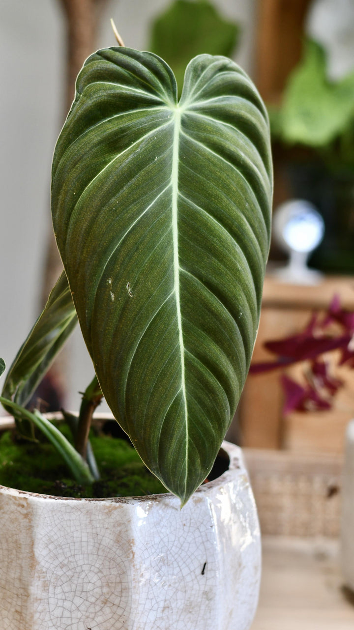 Philodendron Melanochrysum | UK Delivery | Happy Houseplants  Happy  Houseplants