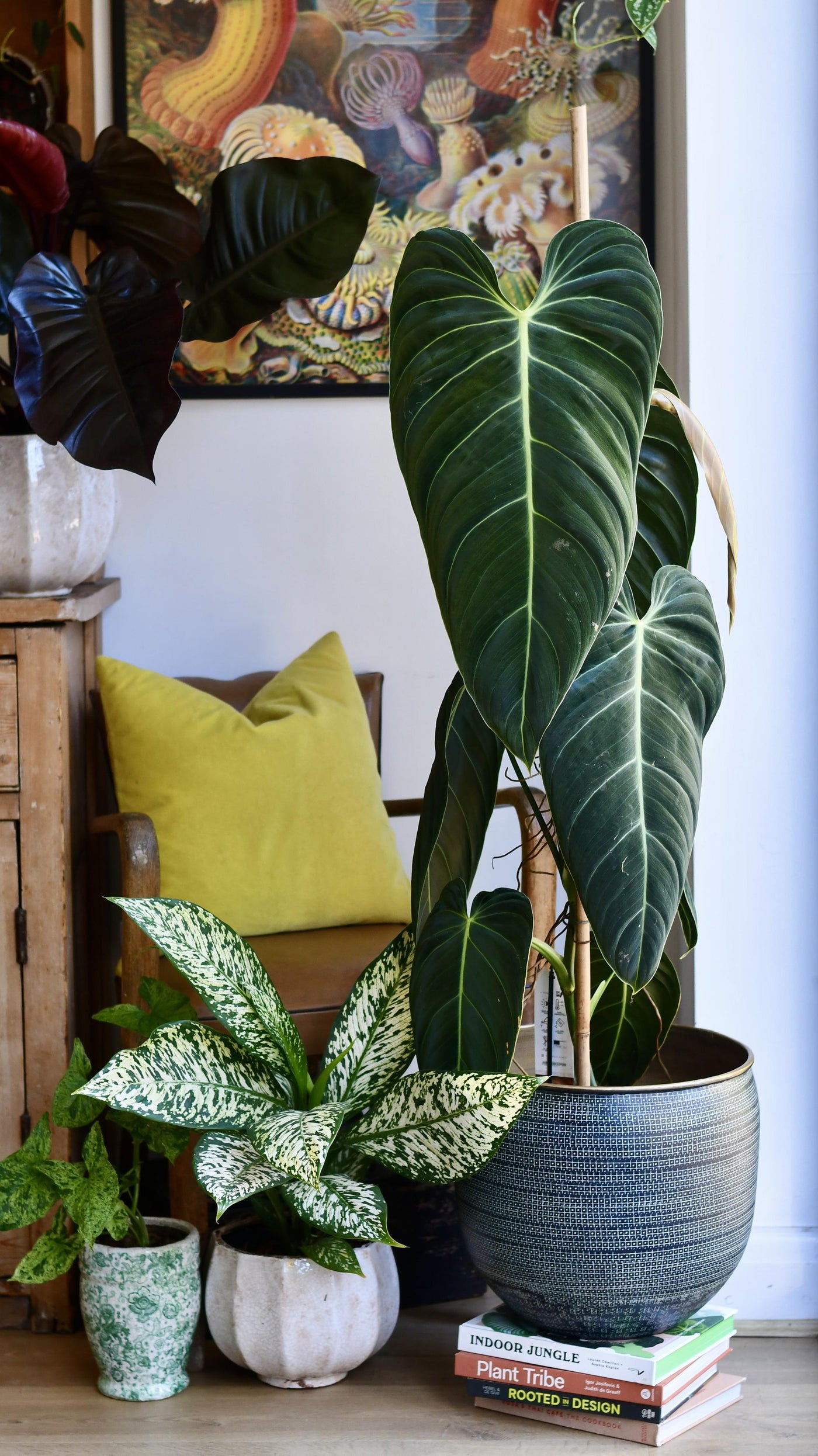 Extra Large Philodendron Melanochrysum