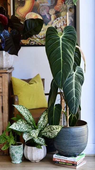 Extra Large Philodendron Melanochrysum