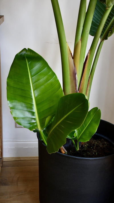 Strelitzia Nicolai - Bird of Paradise