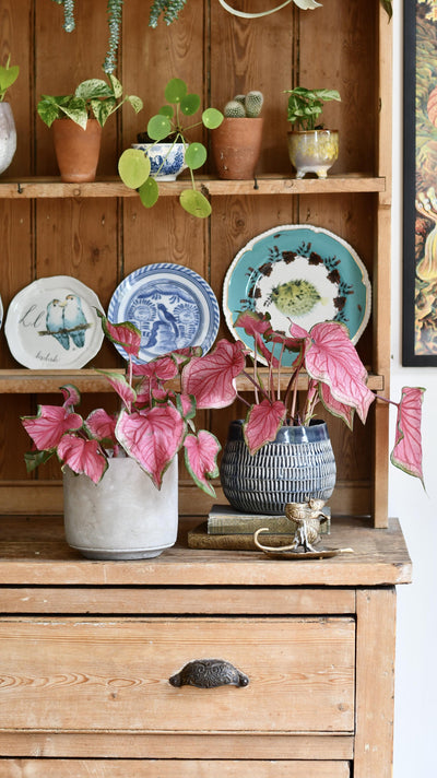 Small Caladium Sweethearts