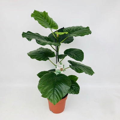 Ficus Umbellata