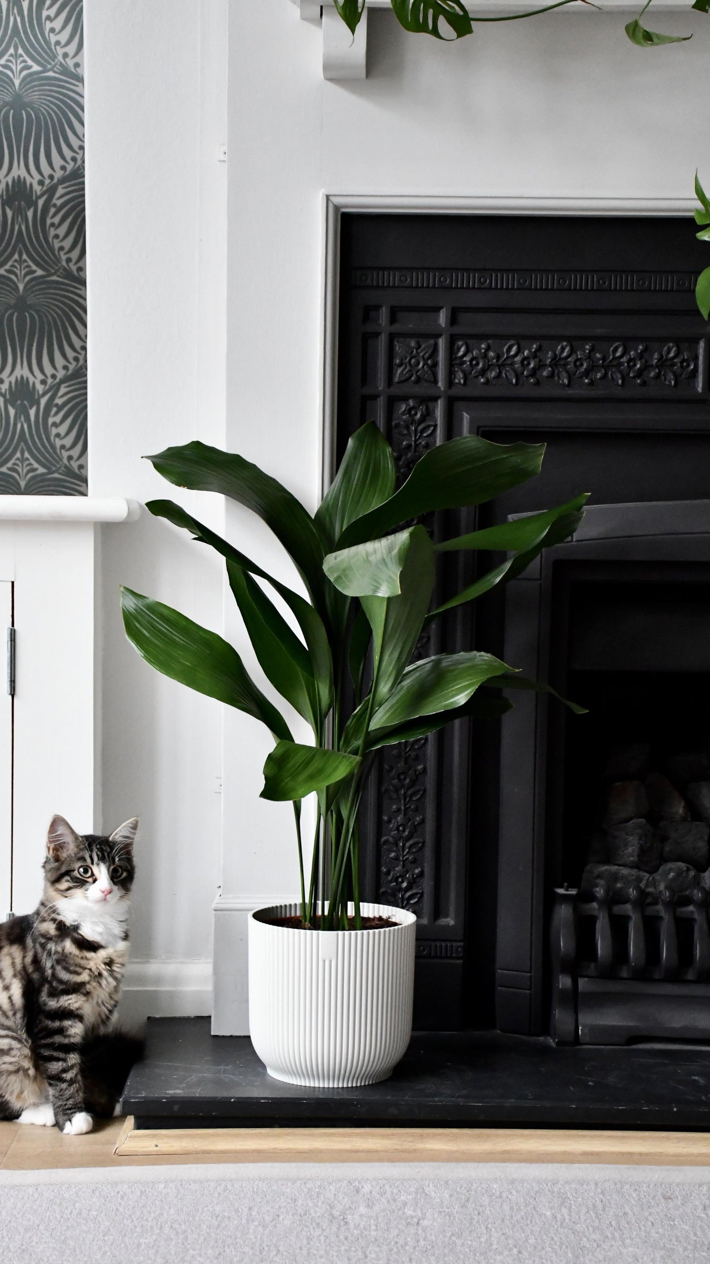 Aspidistra Elatior and Vibes Pot (Cast Iron Plant)