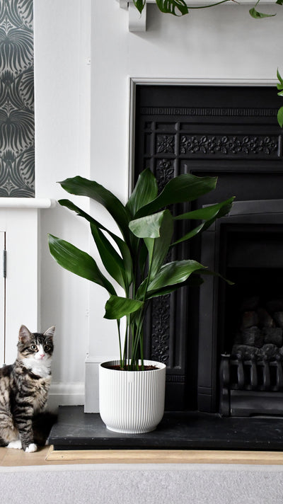 Aspidistra Elatior (Cast Iron Plant)