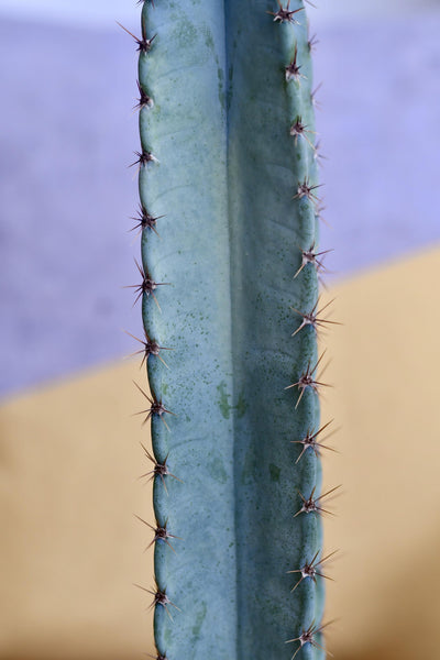 Tall Cereus Peruvianus 'Blue' (Blue Cactus)