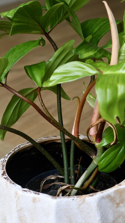 Philodendron Florida