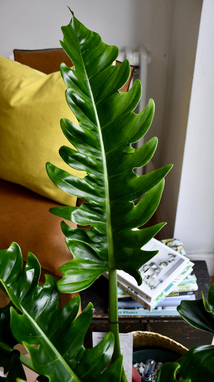 tiger tooth philodendron care Philodendron Narrow | Tiger Tooth Plant