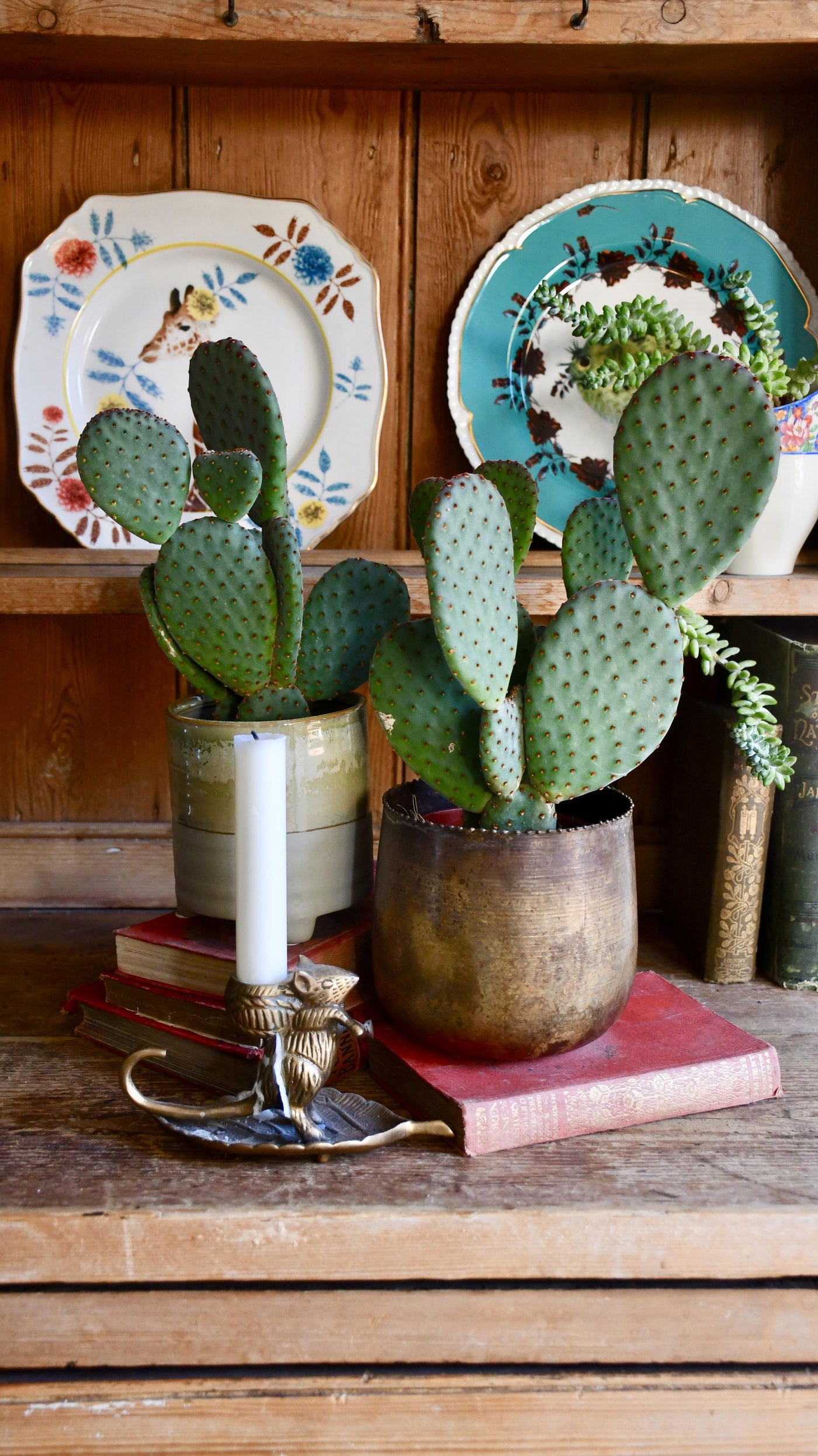 Bunny Ear Cactus