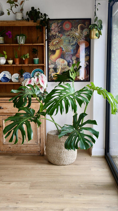 XXL Monstera Deliciosa - Elegant Stem Form