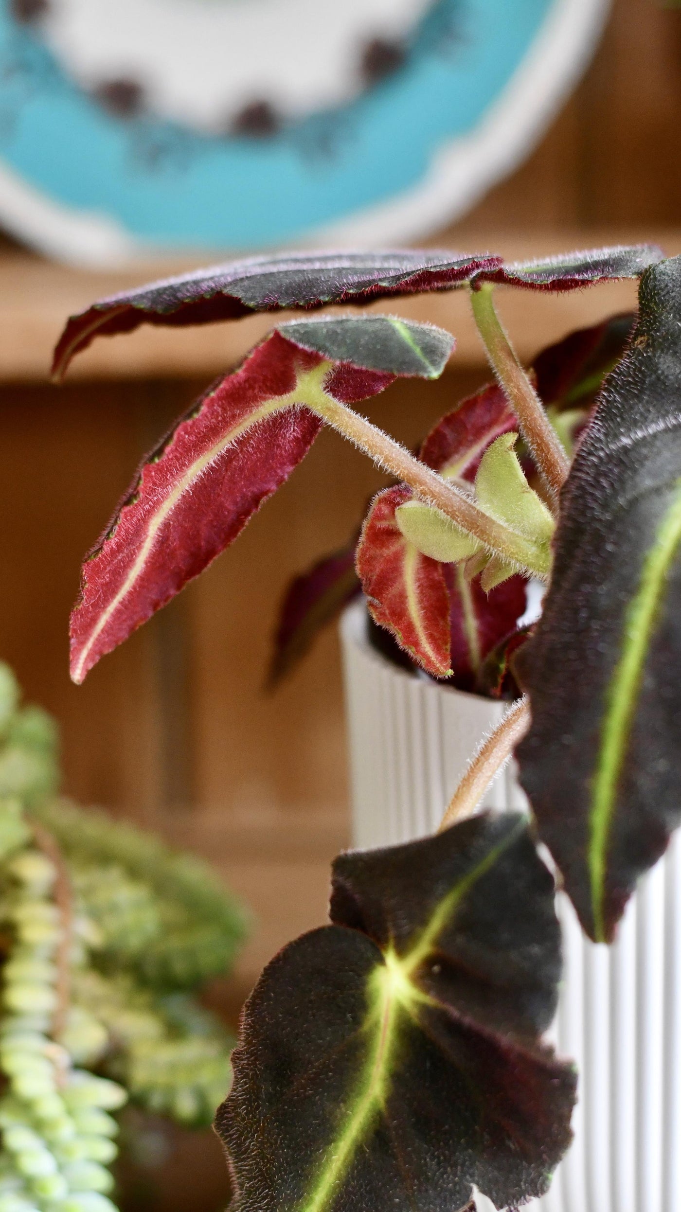 Begonia Listada (Striped Begonia)