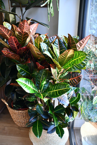 Large Codiaeum Petra (Croton Plant)