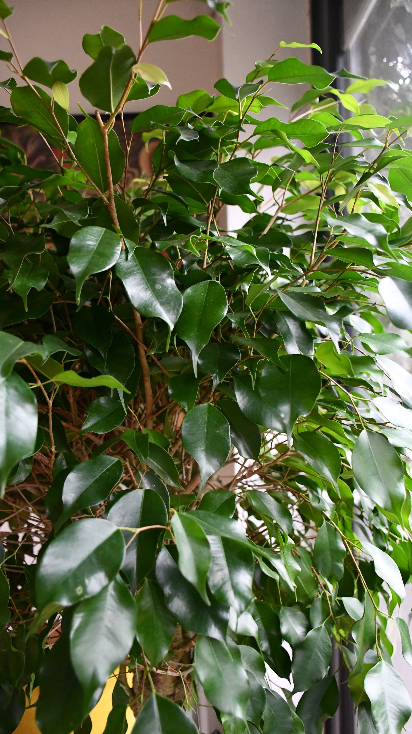 Ficus Exotica Spiral (Weeping Fig, Ficus Benjamina)