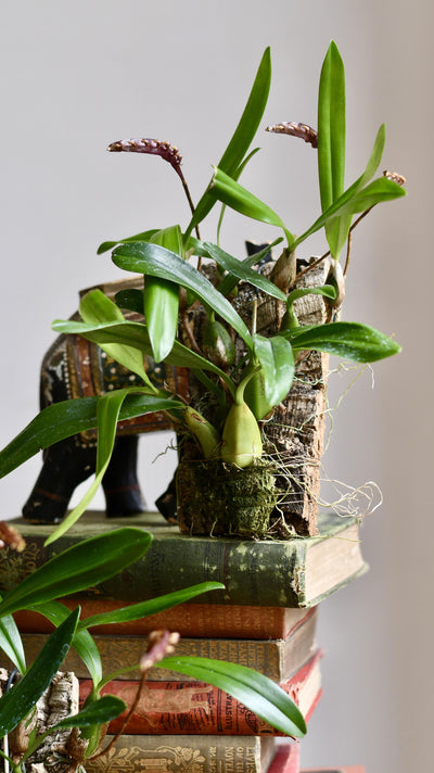 Bulbophyllum Falcatum Orchid