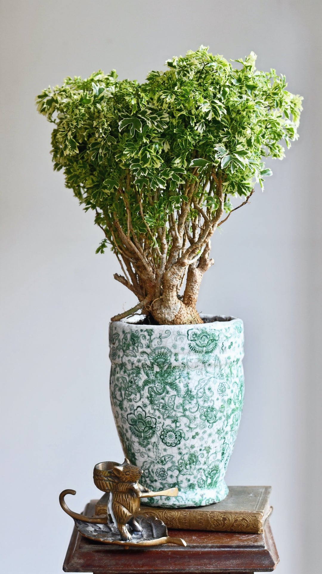 Polyscias Ming Gold Bonsai | Rare Plants