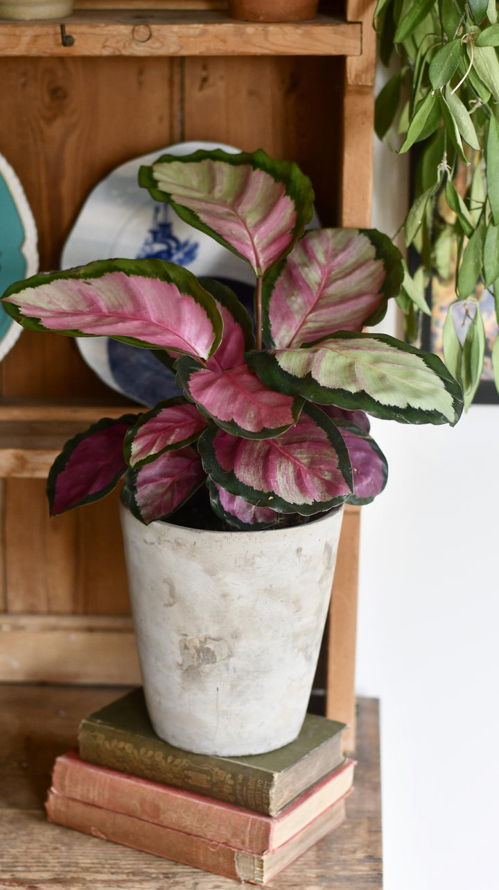 Calathea ou Goeppertia roseopicta Rosy – Plante d'intérieur rose et verte Calathea ou Goeppertia roseopicta Rosy – Plante d'intérieur rose et verte