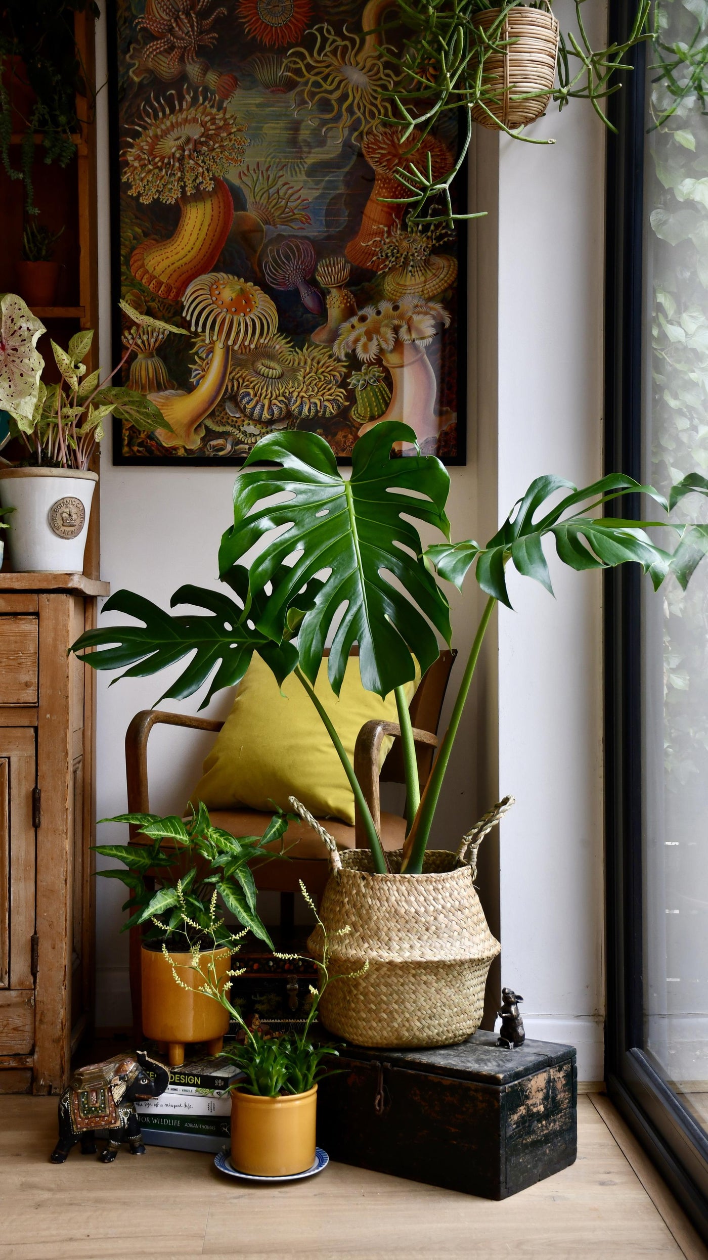 Medium Monstera Deliciosa (Elegant Stem Form)