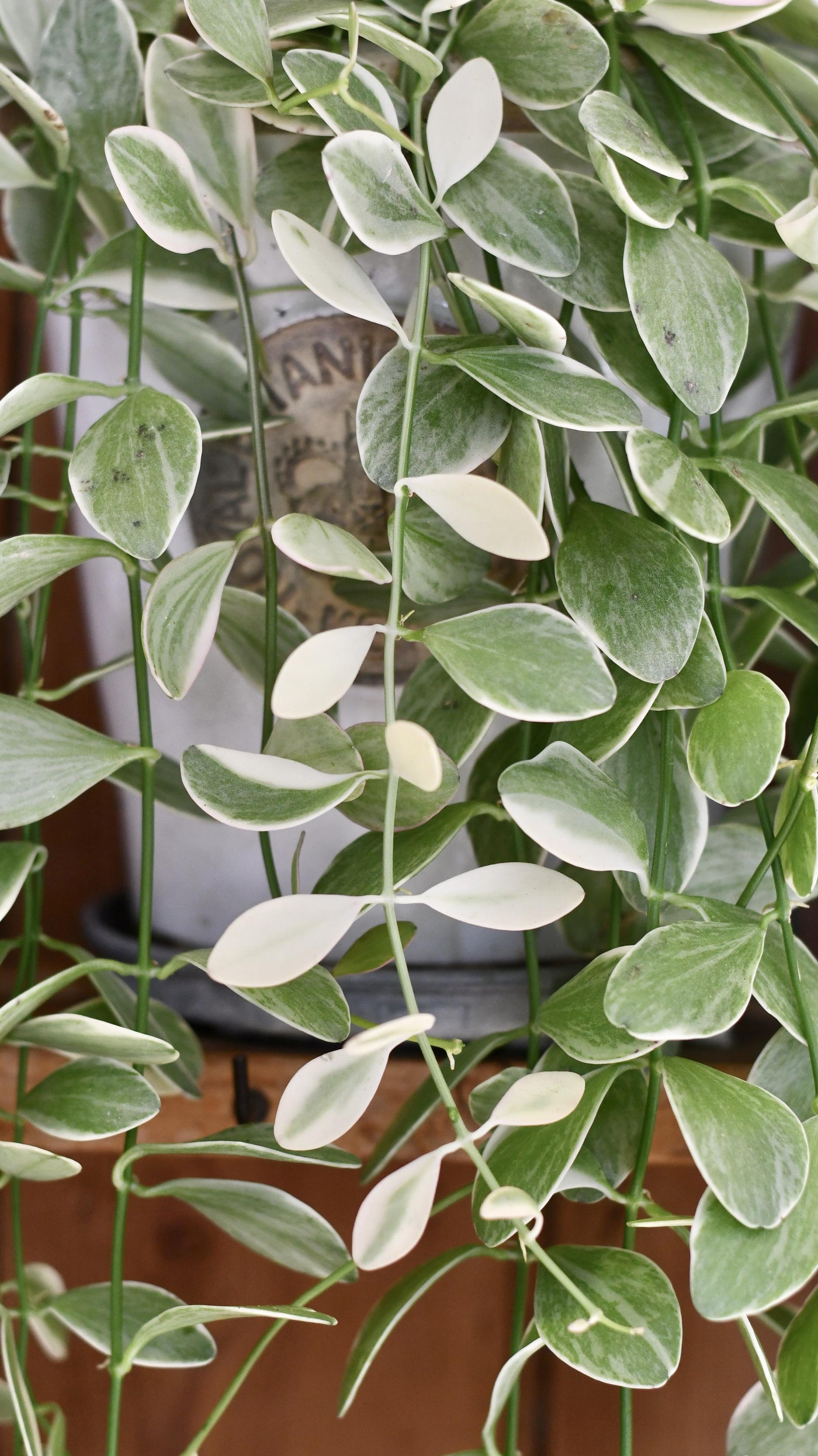 Dischidia Oiantha Variegata
