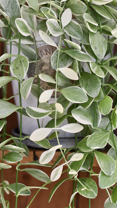 Dischidia Oiantha Variegata