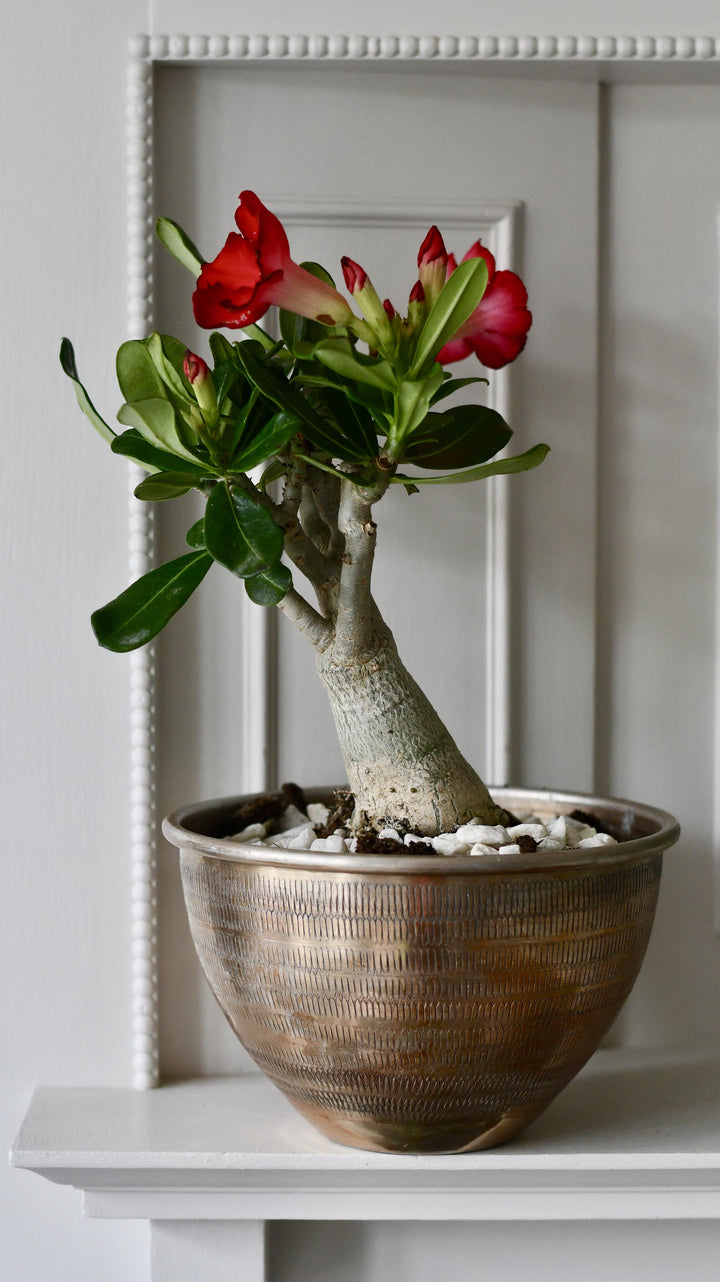 Adenium Obesum -Desert Rose 10cm x 30cm – Happy Houseplants