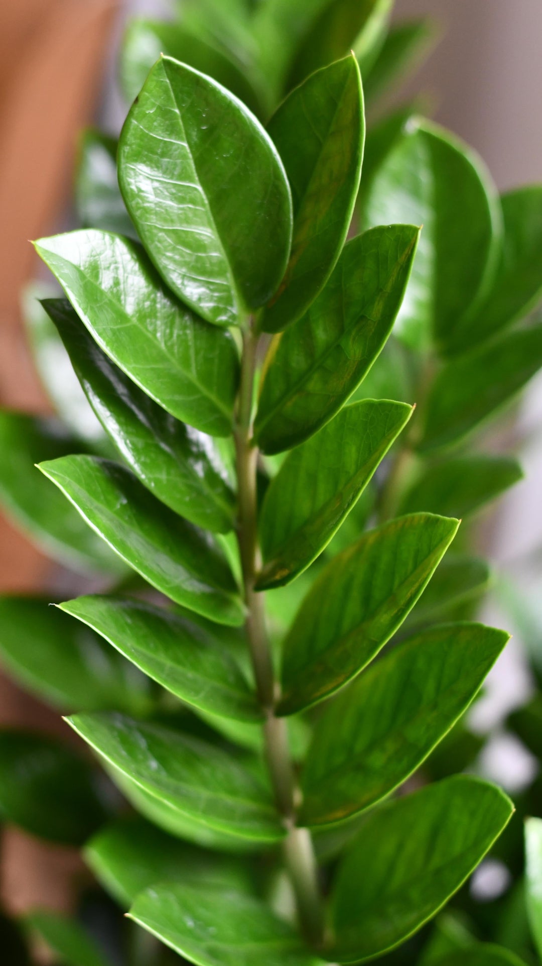 XL Zamioculcas Zamiifolia | Happy Houseplants – Happy Houseplants
