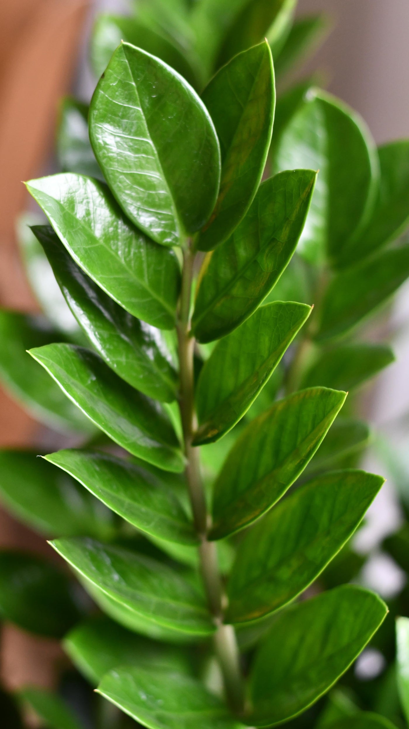 xl zz plant XL Zamioculcas Zamiifolia