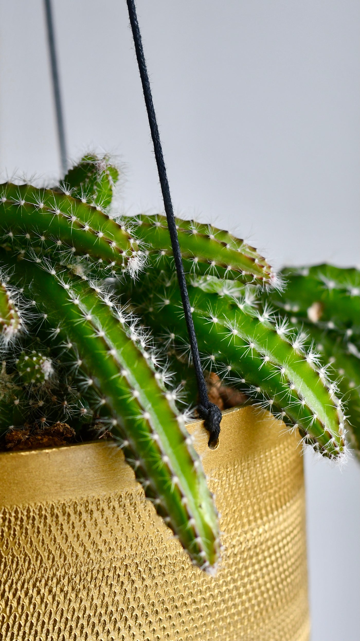 Selenicereus Validus