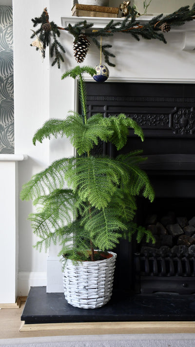 Araucaria Heterophylla 80cm (Norfolk Island Pine)