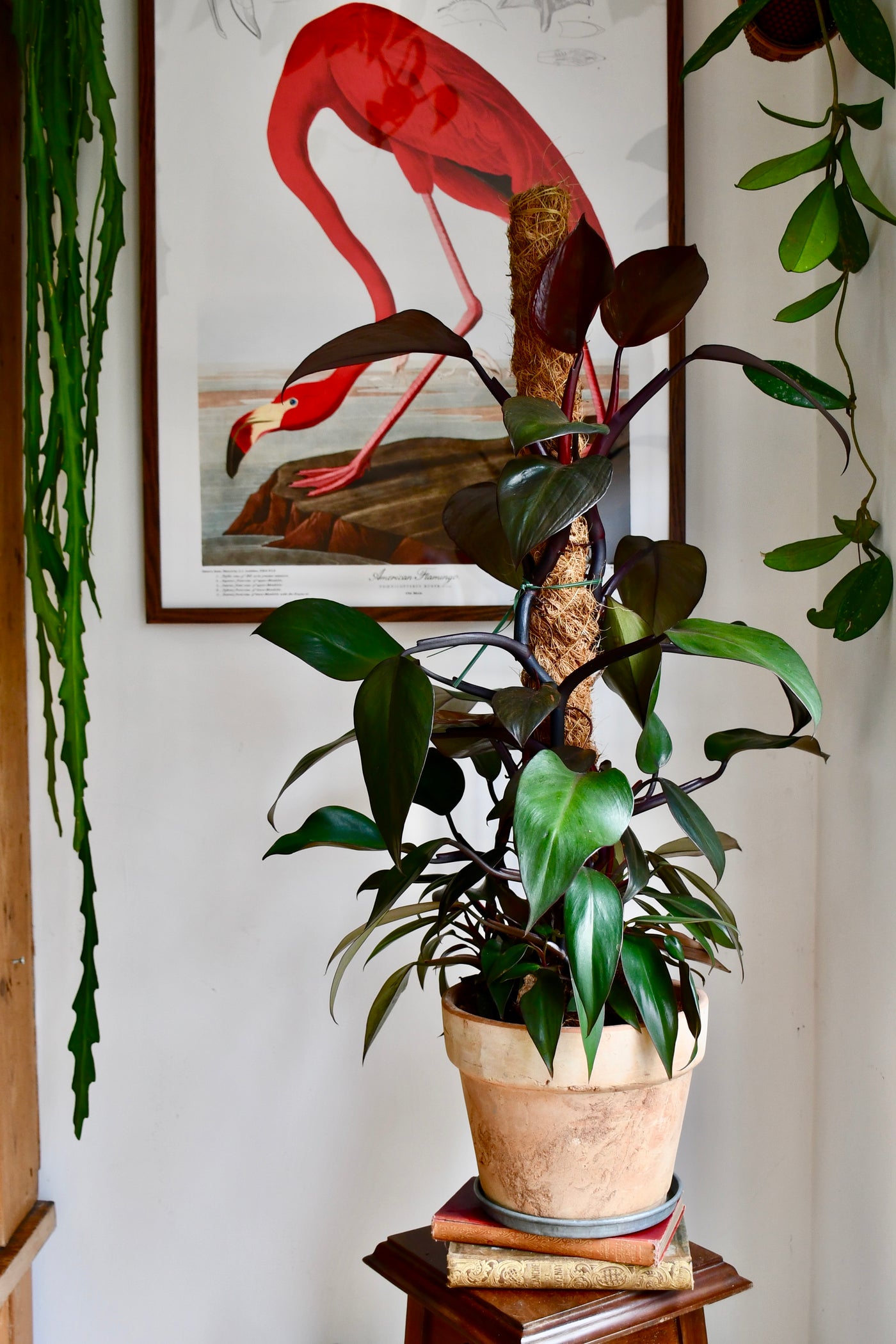 Philodendron Royal Queen