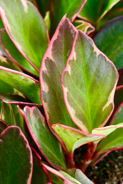 Peperomia Clusiifolia Jelly (variegated red edge peperomia)