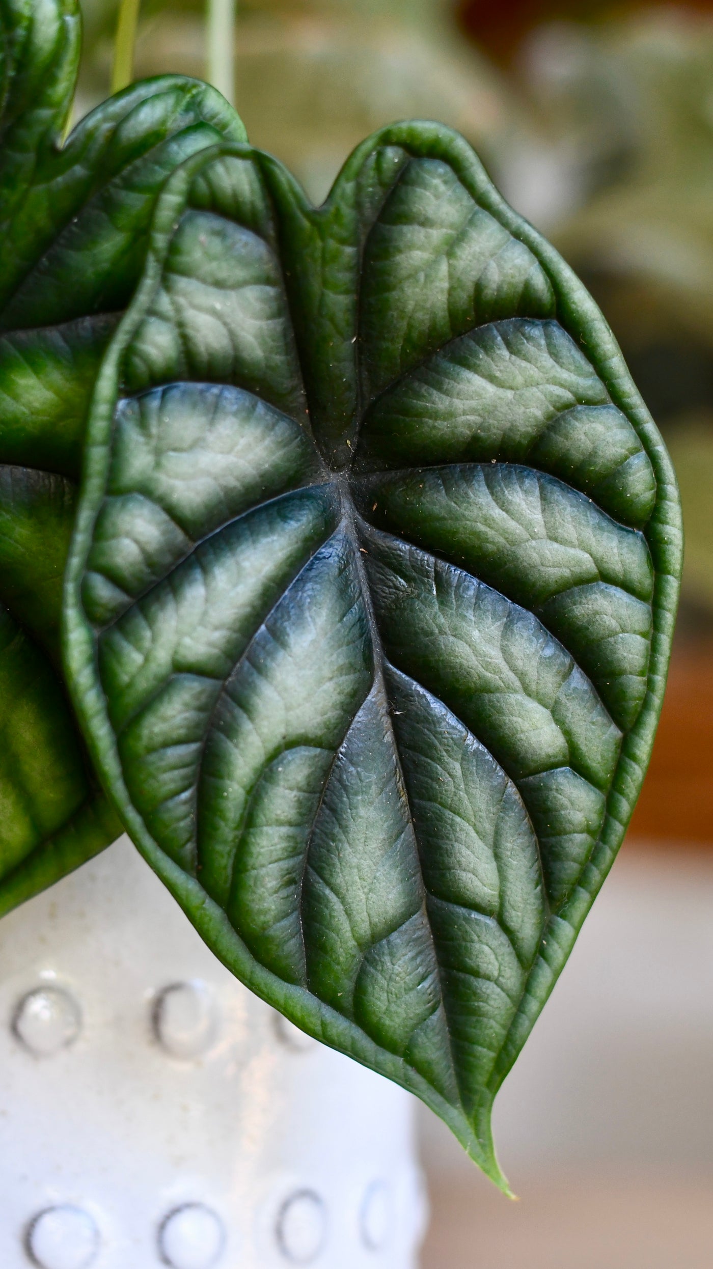 Alocasia Dragon Scale