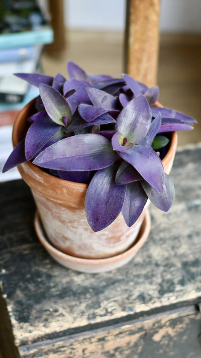 Tradescantia Pallida 'Purpurea' (Purple Heart)