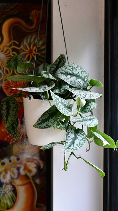 Scindapsus Pictus Trebie with a Brussels Hanging Planter