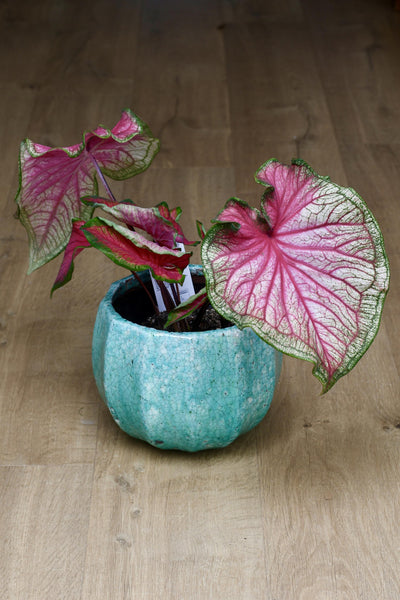 Caladium Sweethearts