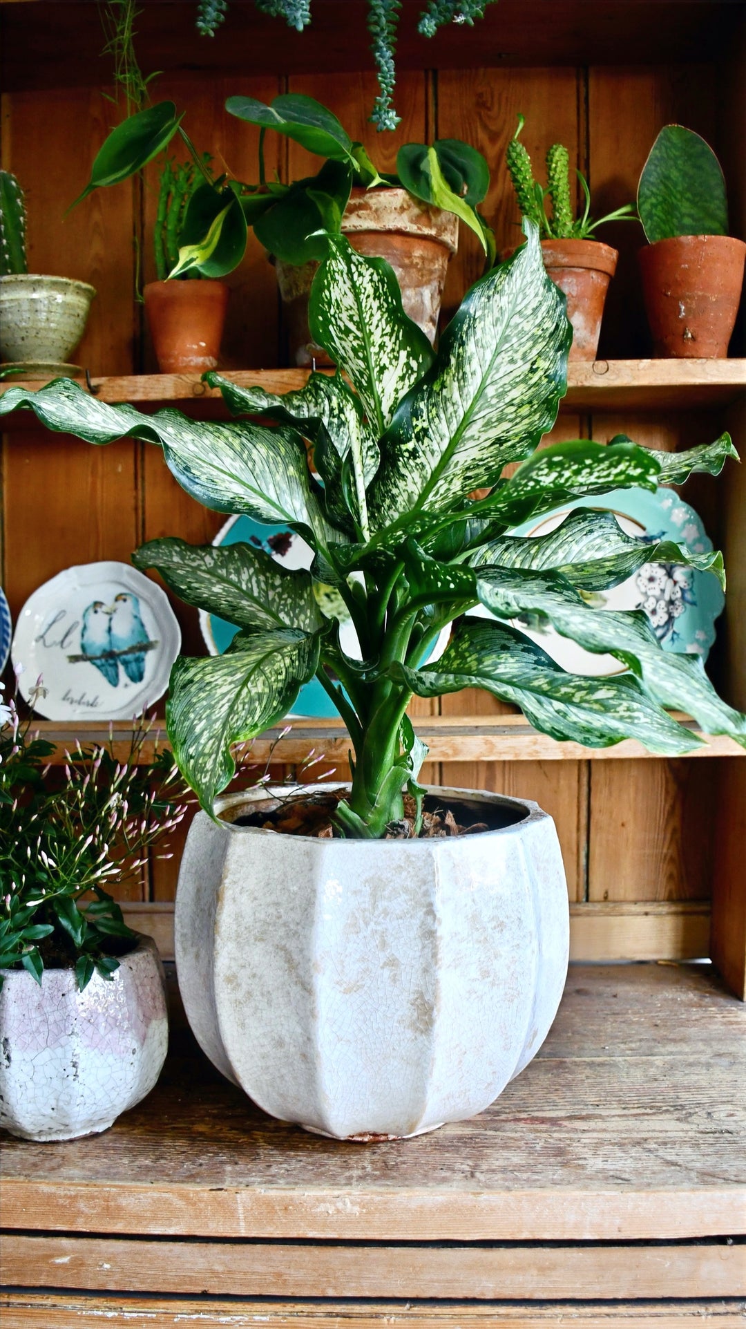 dieffenbachia maculata tiki Dieffenbachia Maculata Tiki