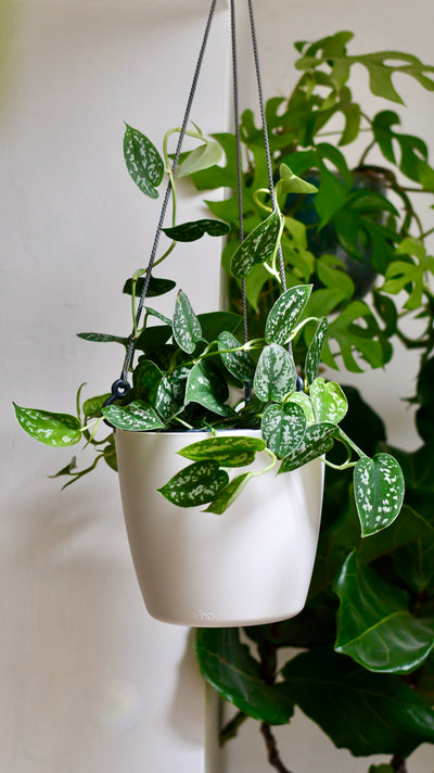 Scindapsus Pictus & Hanging Basket